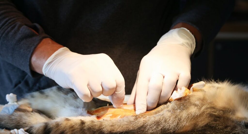 cat spaying and neutering age