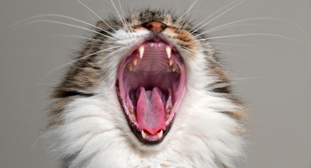 Cat teeth age chart