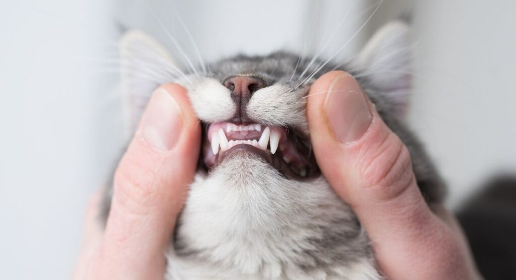 Cat teeth age guide