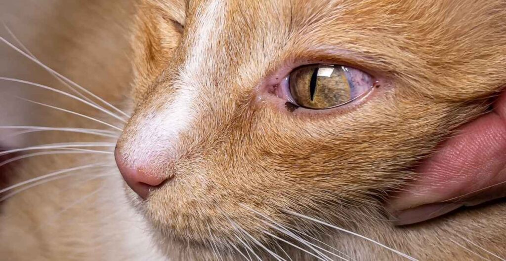 Cat watery eye discharge