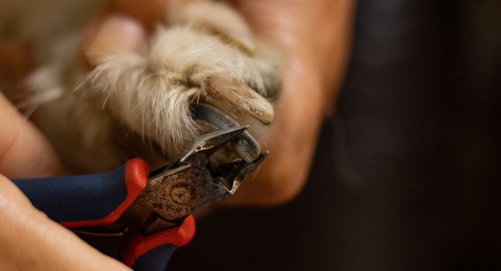 Clipping cat's claws