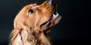 Cushing's disease in dogs