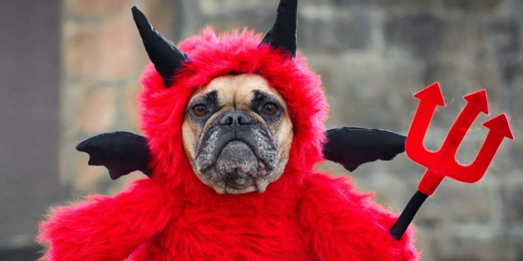 Daredevil Dog
