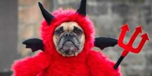 Daredevil Dog