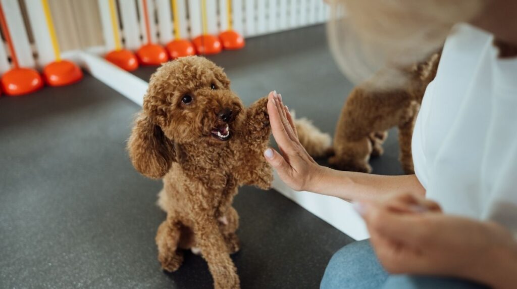 Daycare for dogs