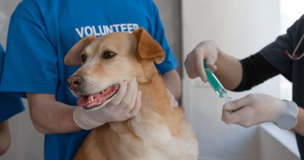 Diarrhea meds for dogs