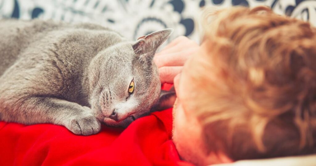 DO ARE RUSSIAN BLUE CATS SHED