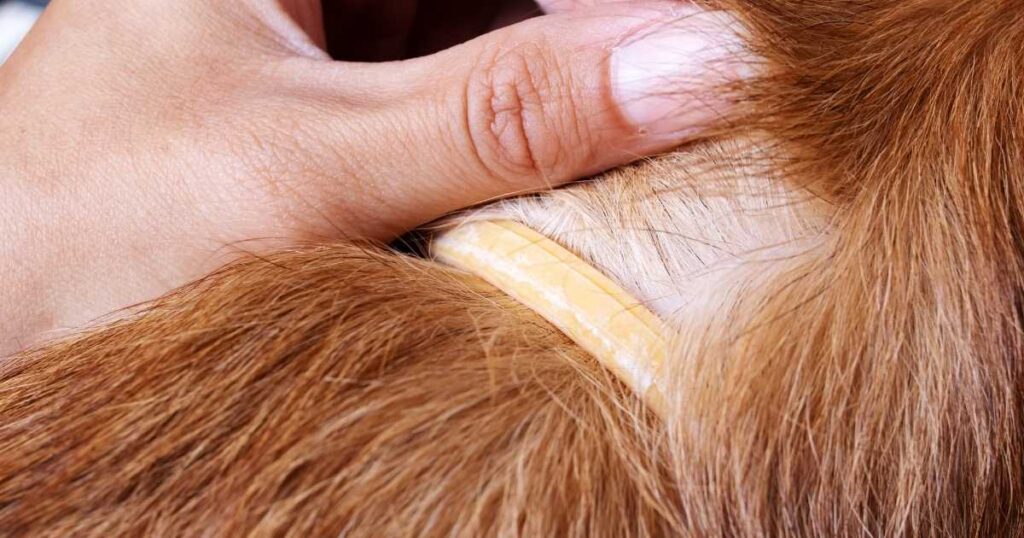 DO FLEA COLLARS WORK