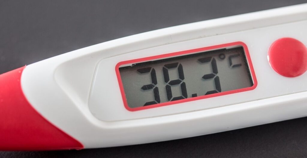 Dog digital thermometer