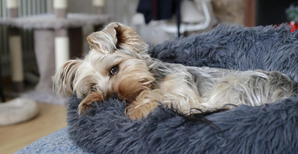 Dog Fever signs