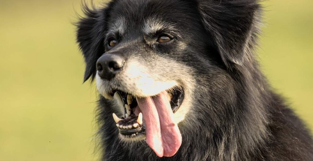 Dog High Fever