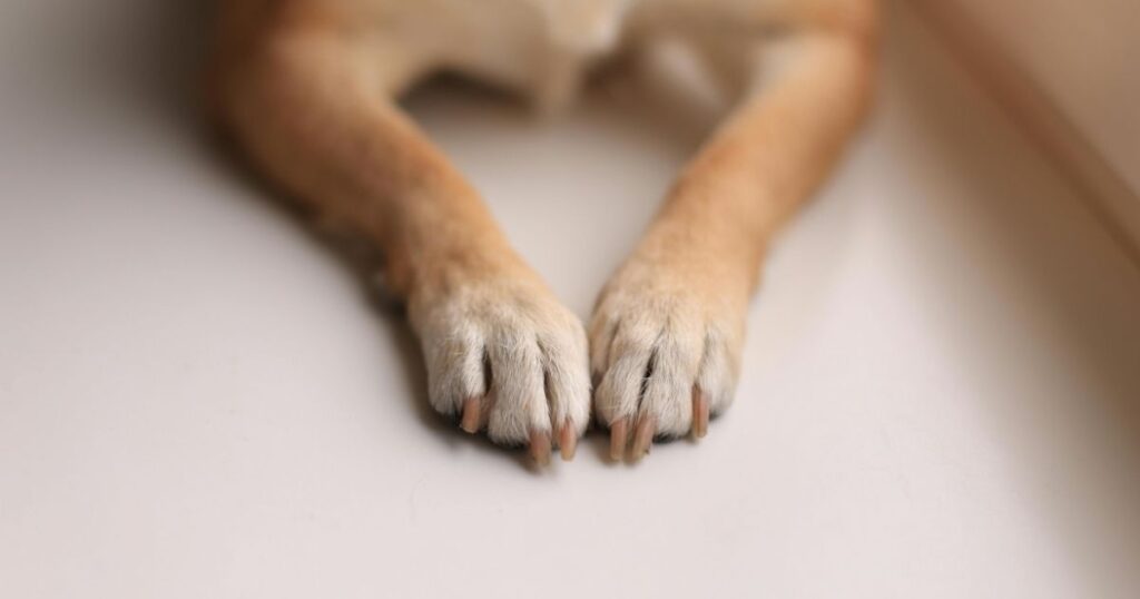 Dog Nail Clipping