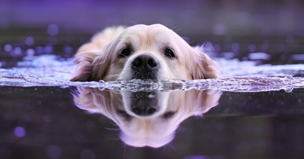 Dog Water Dispenser