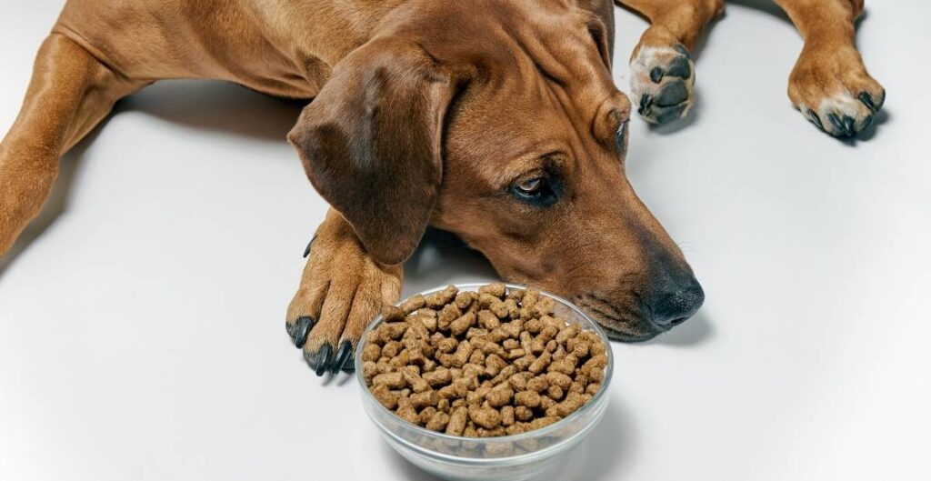 Fever in Dog
