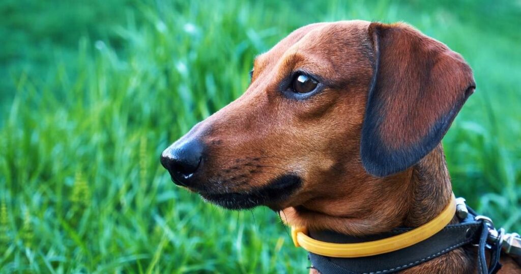 FLEA COLLARS FOR DOGS