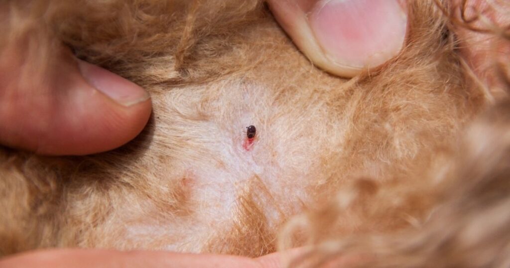 FLEAS IN DOGS