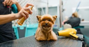 Frontline plus For Dogs