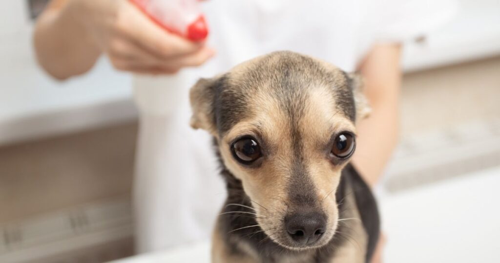 Frontline plus for small dogs
