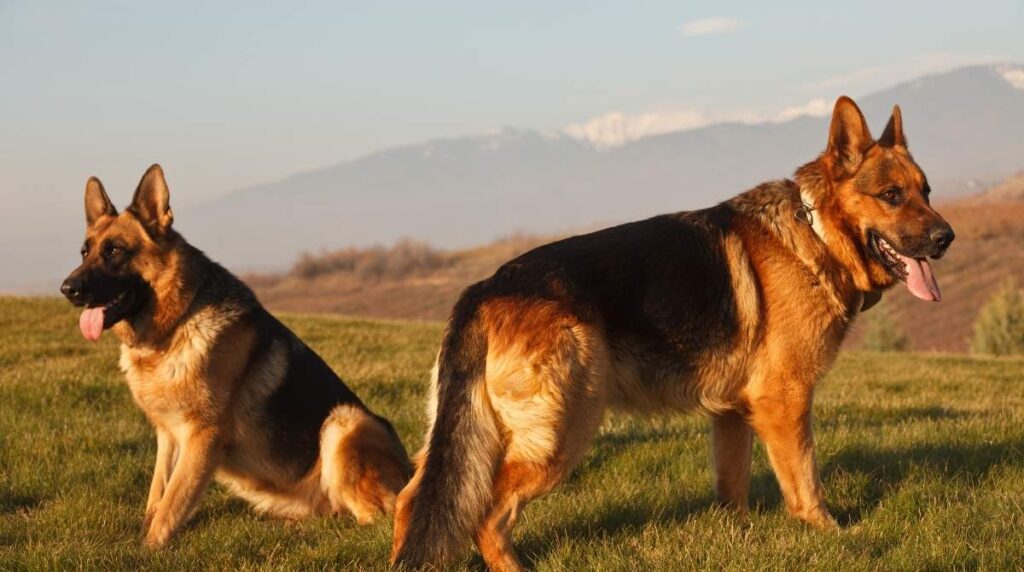 German Shepherd Puppies For Sale In Orange Country
