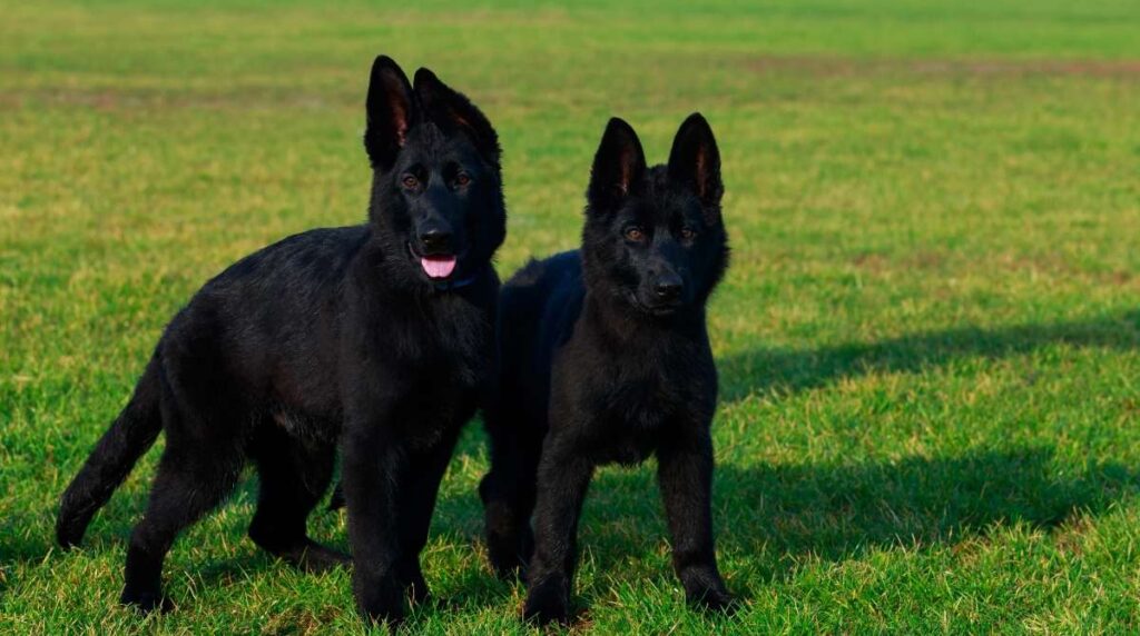 Geraman Shepherd puppies south California