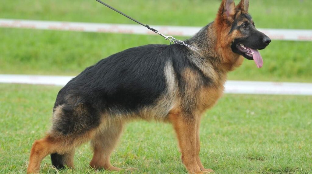 german shepherd puppy for sale los angeles california