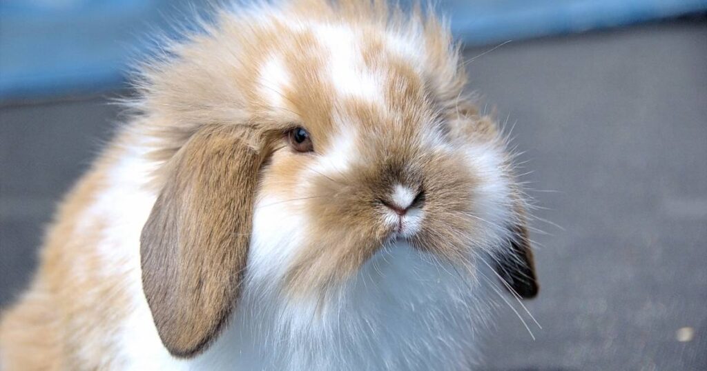 Holland lop bunnies