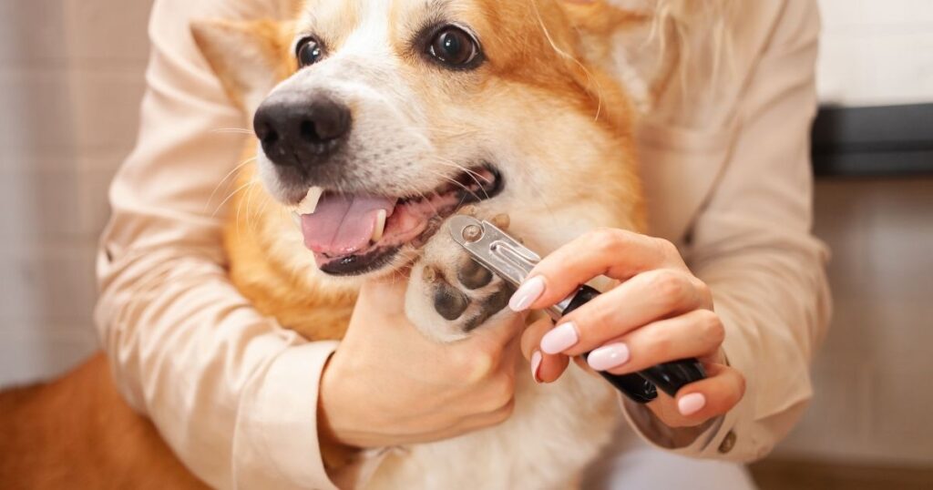 How do you trim a dog's nails