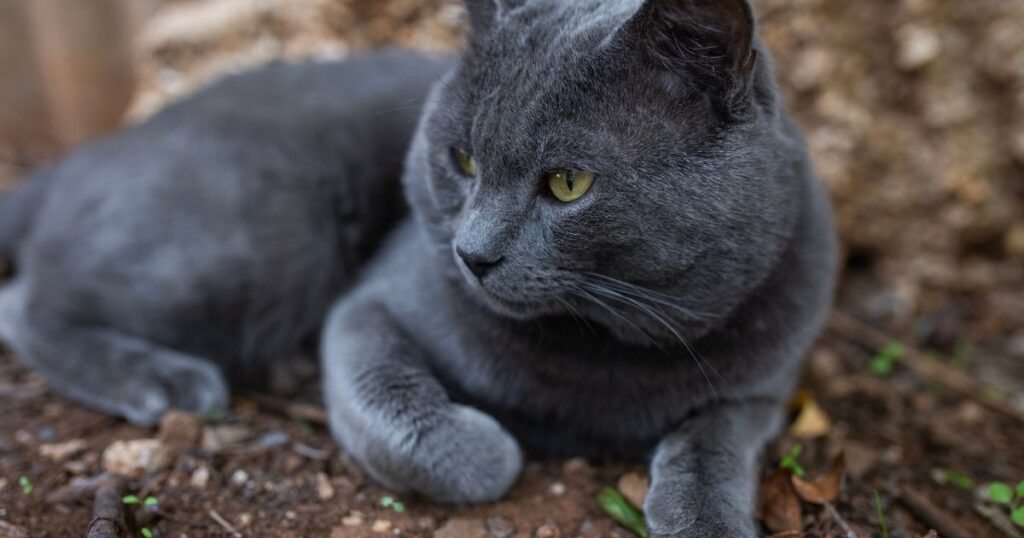 How much is are russian blue cat