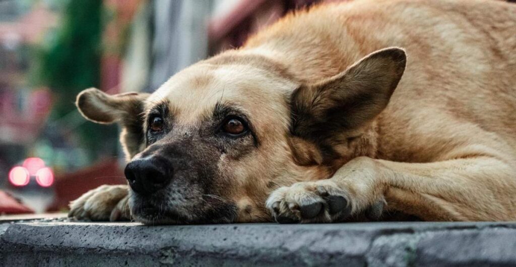How to comfort a dog with a fever