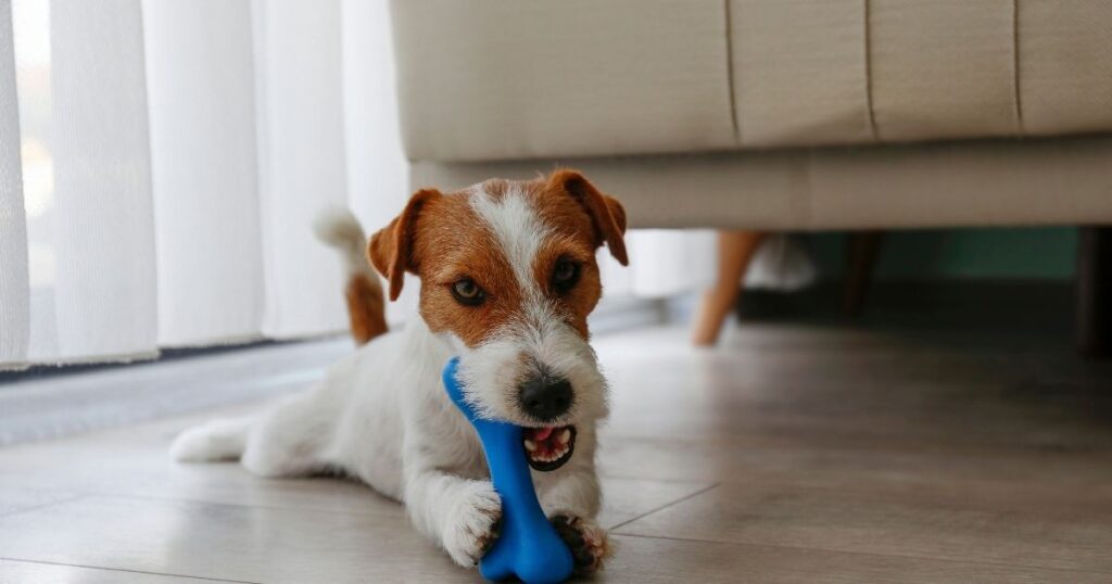 How to sanitize dog toys