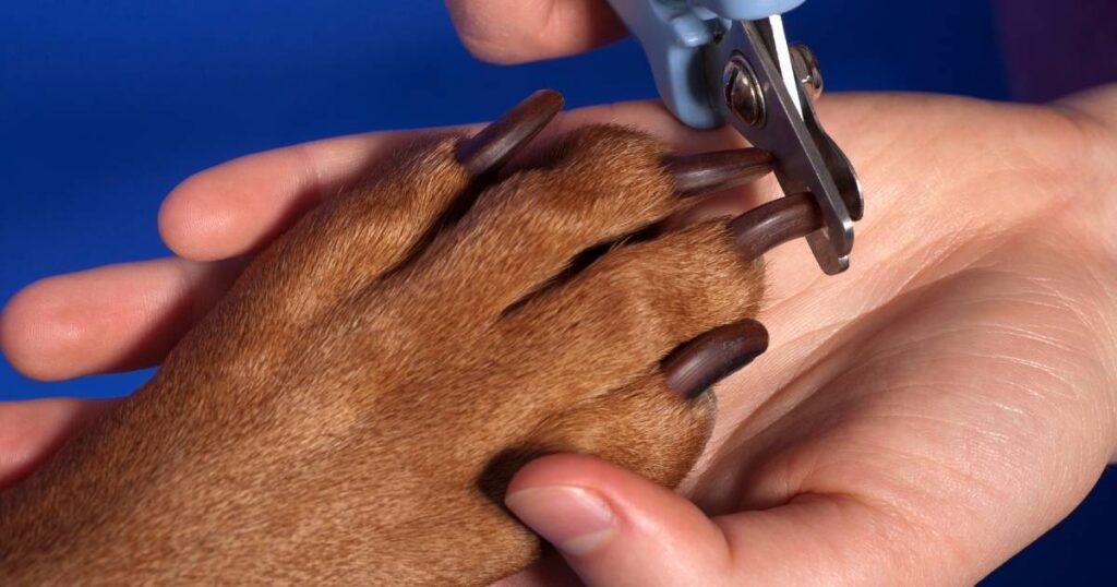 How to trim dog nails