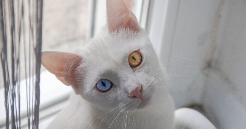 Kitten eye color