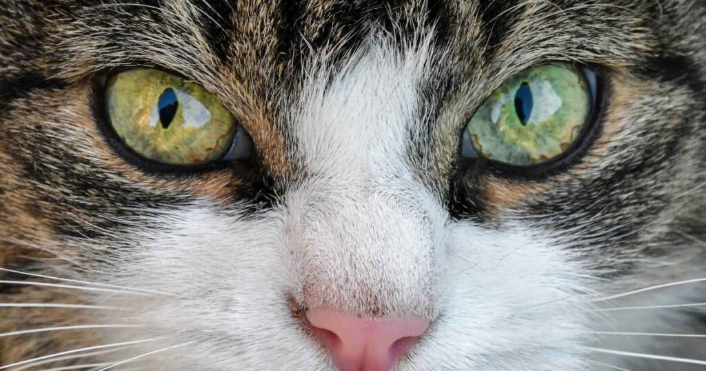 Kitten eye color predictor
