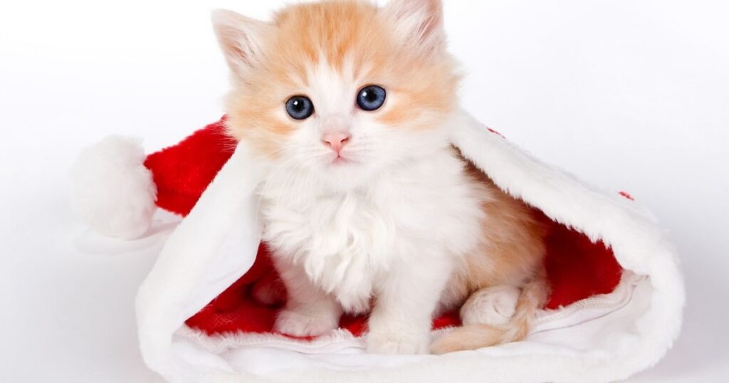Kitten Name