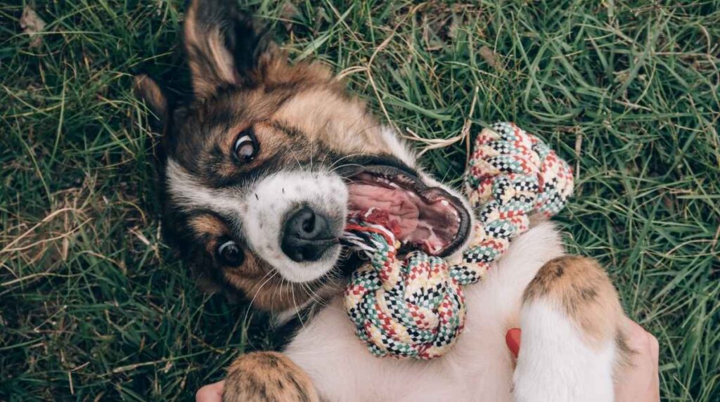 Lambchop dog toys