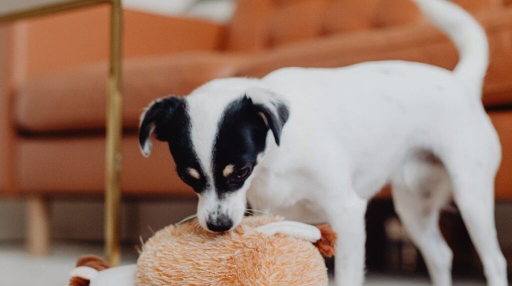 LambChop Toy