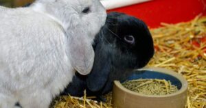 Lop eared Bunny