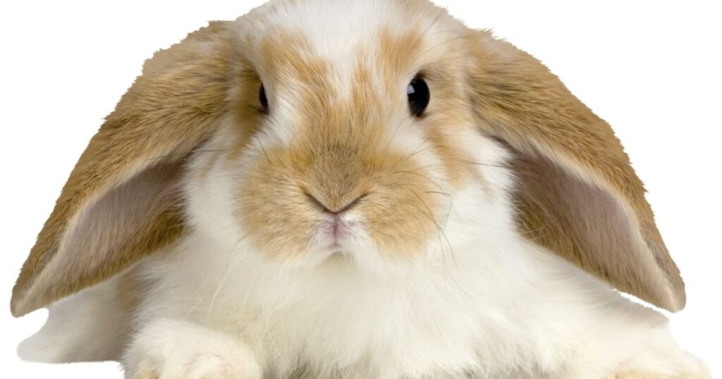 Lop rabbit breeds