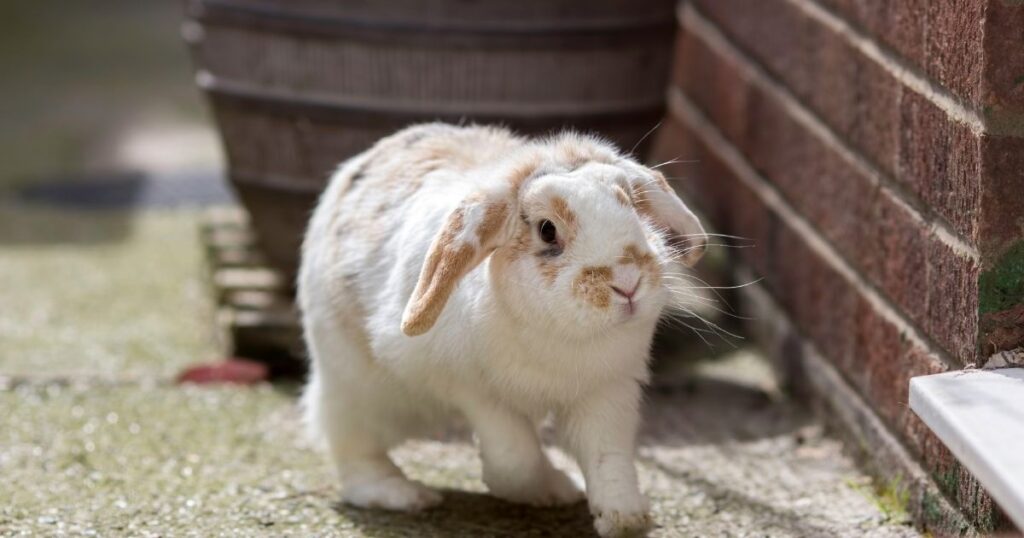 Loped rabbit