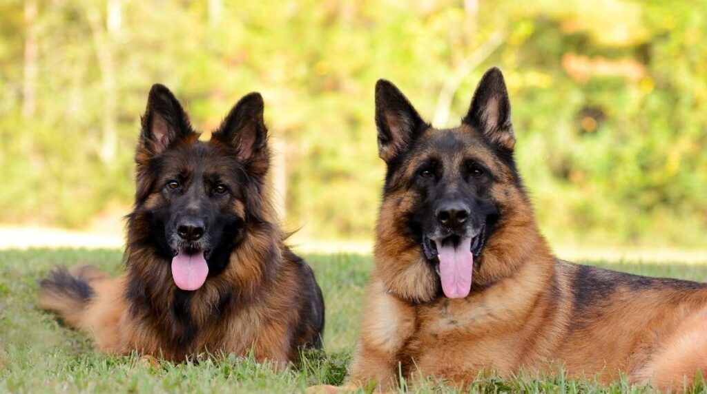 Lundborg land german shepherds