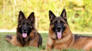 Lundborg land german shepherds
