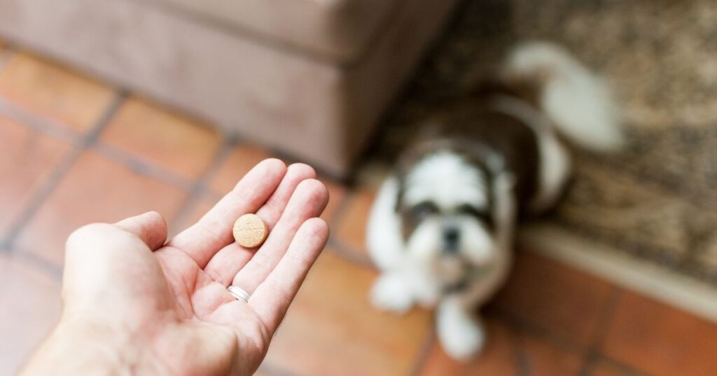 Metronidazole for dogs