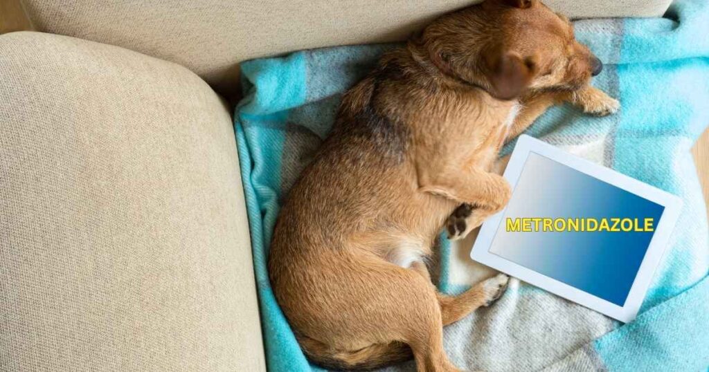 Metronidazole for Dogs Dosage Chart