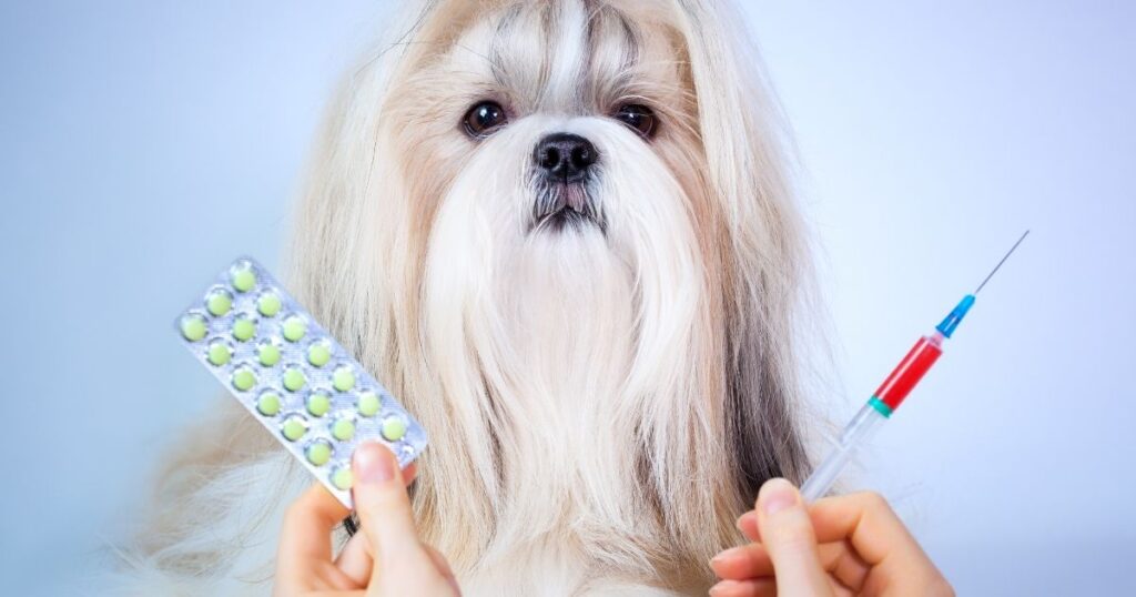 Metronidazole for dogs dosage