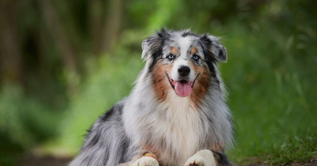mini aussie life span