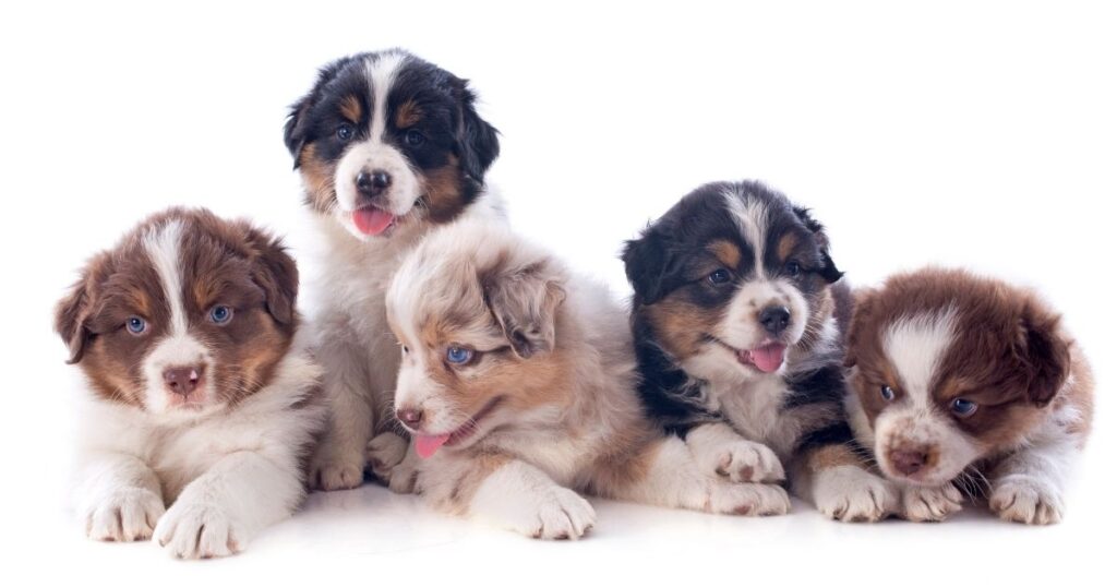 mini austrailian shepherd