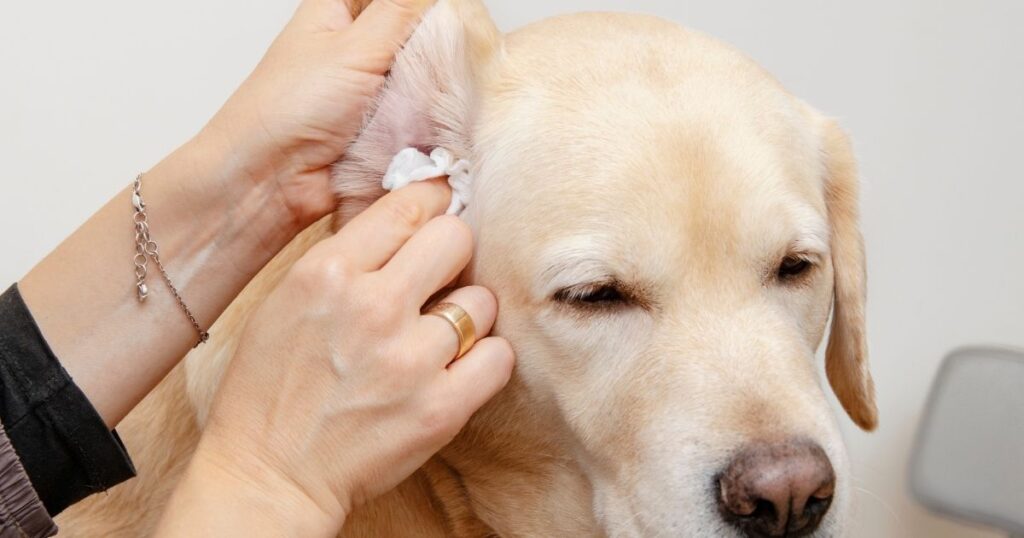 MOMENTAMAX FOR DOGS