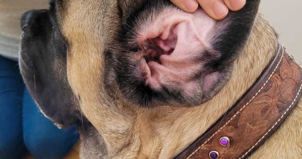 MOMENTAMAX FOR DOGS SIDEFFECTS