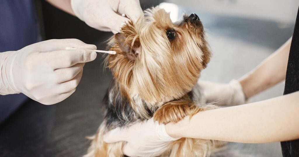 OTITIS EXTERNA