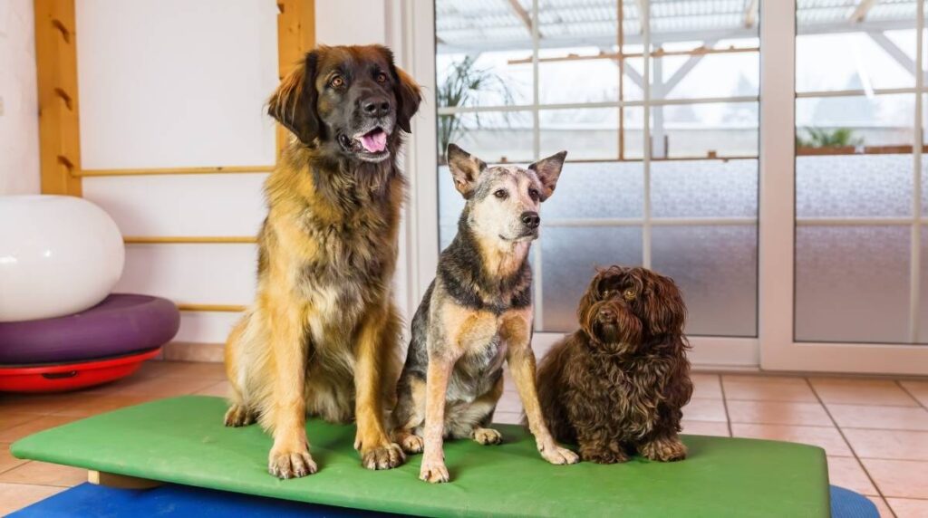 Pet Boarding near me for dogs